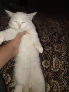 Persian Cat 3 month age
