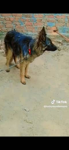 German