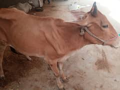 Cow 2 dant گائے