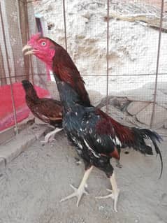 High Quality Lakha Patha