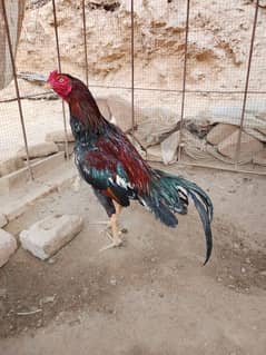 High Quality Lakha Patha