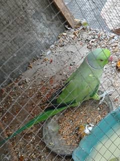 hand tame pair male bolta hai