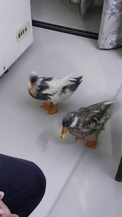 Ducks