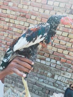 chakor full White and grey 6 months,wilayati seel,3 months