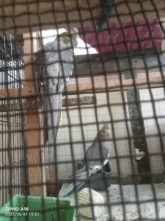 parrots