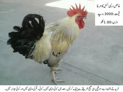 Pure Desi Cock (Desi Murgha)