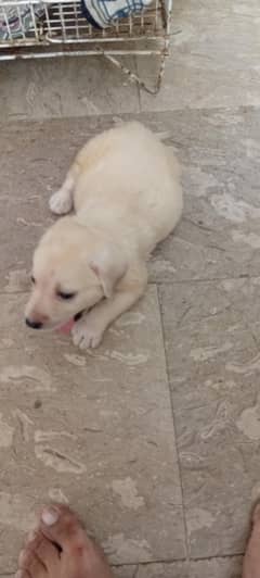 labrador