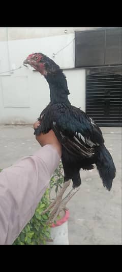 Mushki aseel Madi for sale