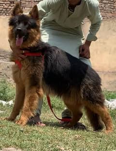 gurman shaft Dog Male My WhatsApp 03038430702