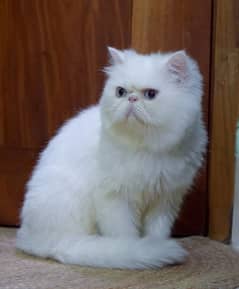 Persian