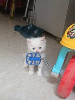 new born Persian triple coat kitten for sale