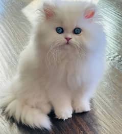 Persian cats My WhatsApp 03038430702