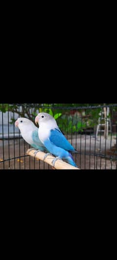 blue