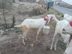 2 Qurbani ka khasi Rajan Puri bakre