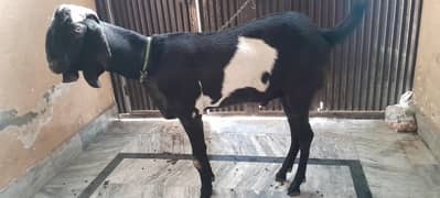 kala