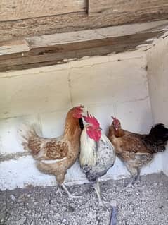 Pure Desi Hens