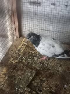 Teddy pigeon female with food