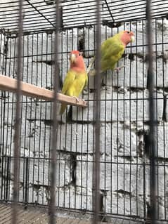 Love bird rohsicollie