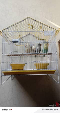 Love Birds With Brand New Cage