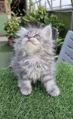 PERSIAN