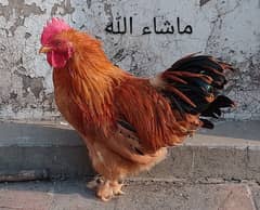 Golden Male Bantam
