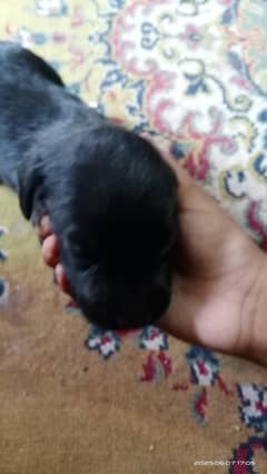 black Labrador apple head