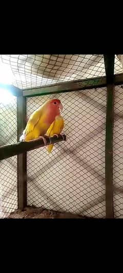 love birds