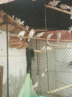 java birds for sale full satup urgent sale
