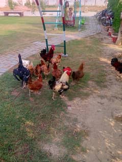 healthy hens Andy Dany wali