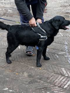 Labrador Piar