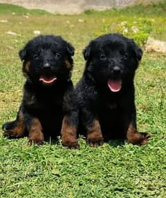 German Shepherd Long Coat Pair / German Shepherd Puppies