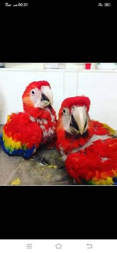 red macaw parrot baby chicks for sale 03274229165