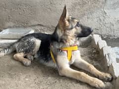 Alsatian male dog