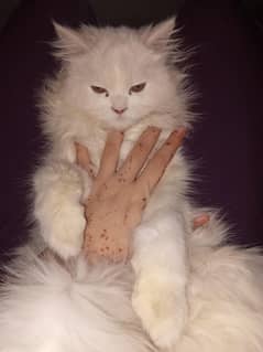pure persian cat for sale