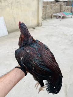 Aseel murga breeder for sale