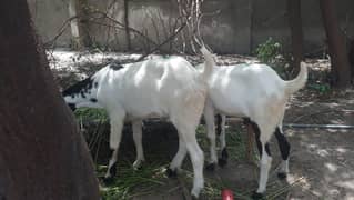 qasai for bakra qurbani