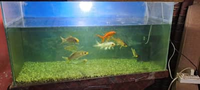 Koi Fish plus One  GoldFish