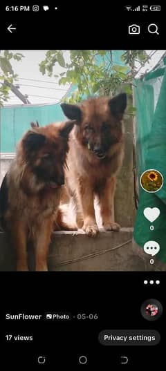 for sale