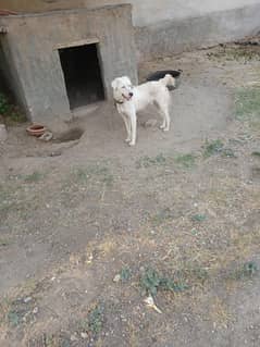 afghani