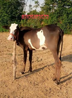 Cow