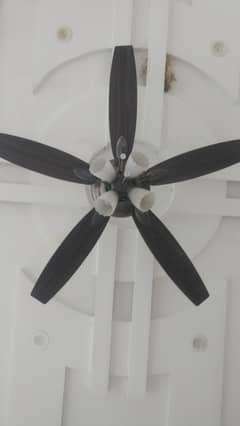 fan