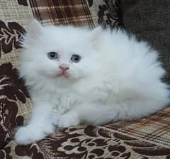 person cat for sale my WhatsApp number 03024805621