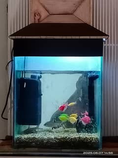 Aquarium & Fish