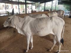 qurbani animal