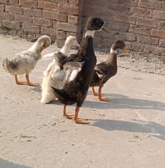 Ducklings for Sale