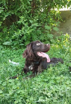English Cocker Spaniel