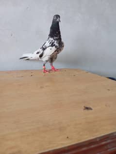 Rampuri breed
