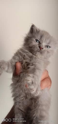4 Beautiful Persian Kittens