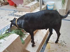 BAKRA