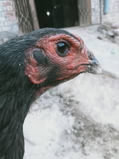 pure thai dragon aseel female+ Pakistani thai cross female